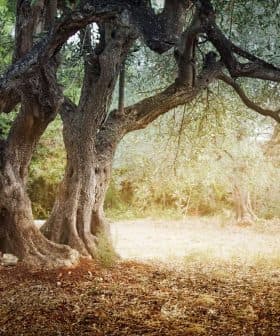A large olive tree with a gnarled trunk and sprawling branches in a natural setting. - Olive Oil Times
