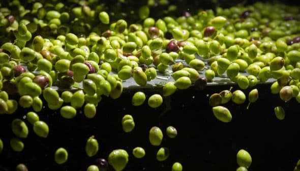 A close-up view of green and purple olives floating in water. - Olive Oil Times