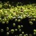 A close-up view of green and purple olives floating in water. - Olive Oil Times