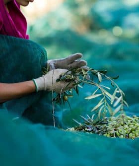 Person wearing gloves sorting olives during the harvesting process on a green net. - Olive Oil Times