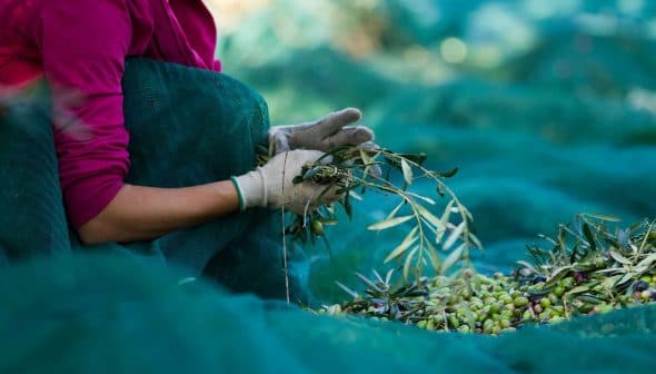 Person wearing gloves sorting olives during the harvesting process on a green net. - Olive Oil Times