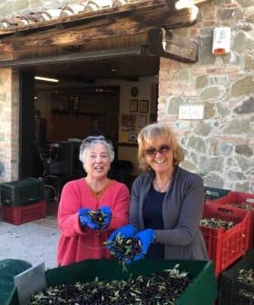 Two women holding a handful of olives while sorting them in a processing area. - Olive Oil Times