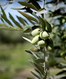 Close-up of an olive tree branch featuring clusters of green olives and leaves. - Olive Oil Times
