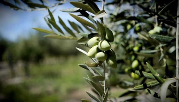 Close-up of an olive tree branch featuring clusters of green olives and leaves. - Olive Oil Times