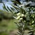 Close-up of an olive tree branch featuring clusters of green olives and leaves. - Olive Oil Times