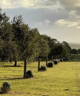 Row of trees in an orchard with grass in the foreground and cloudy sky in the background. - Olive Oil Times