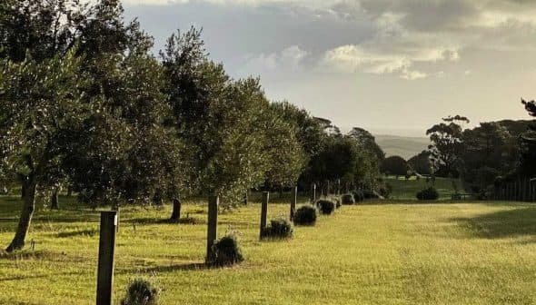 Row of trees in an orchard with grass in the foreground and cloudy sky in the background. - Olive Oil Times