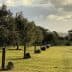 Row of trees in an orchard with grass in the foreground and cloudy sky in the background. - Olive Oil Times