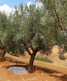 Row of olive trees with a small puddle of water on the ground in a rural setting. - Olive Oil Times