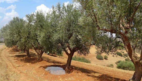 Row of olive trees with a small puddle of water on the ground in a rural setting. - Olive Oil Times