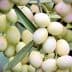 A cluster of green and yellow olive fruits hanging from a branch with leaves. - Olive Oil Times