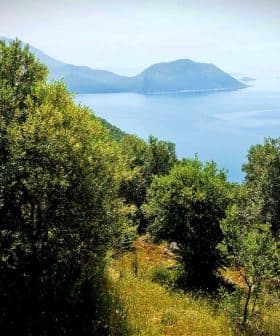 Olive trees in a landscape with a view of the sea and distant hills. - Olive Oil Times