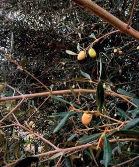 Branch of an olive tree featuring green olives among leaves in a natural setting. - Olive Oil Times