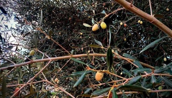 Branch of an olive tree featuring green olives among leaves in a natural setting. - Olive Oil Times