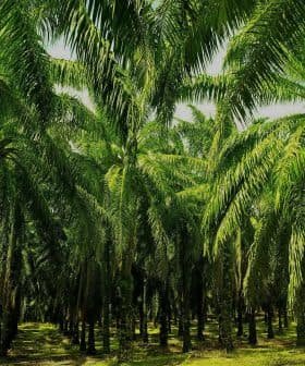 Dense grove of palm trees with lush green fronds in a plantation setting. - Olive Oil Times