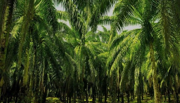 Dense grove of palm trees with lush green fronds in a plantation setting. - Olive Oil Times