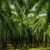 Dense grove of palm trees with lush green fronds in a plantation setting. - Olive Oil Times