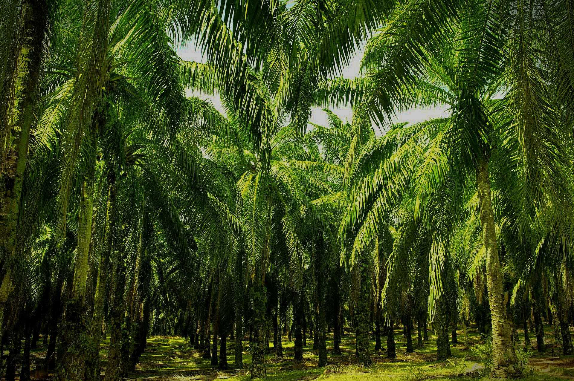 Dense grove of palm trees with lush green fronds in a plantation setting. - Olive Oil Times