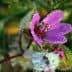 Close-up of a pink flower with dew drops on its petals and surrounding buds. - Olive Oil Times