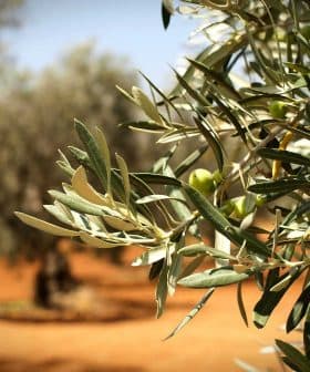 Close-up of an olive tree branch with green olives and leaves in a blurred background. - Olive Oil Times