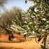 Close-up of an olive tree branch with green olives and leaves in a blurred background. - Olive Oil Times