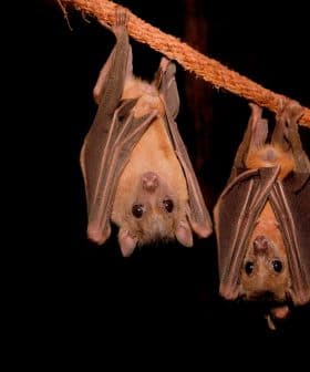 Two bats hanging upside down from a rope in a dark environment. - Olive Oil Times