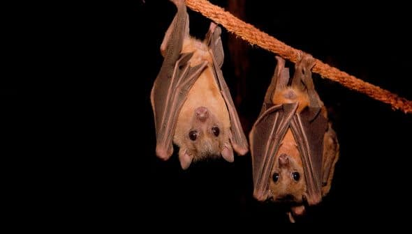 Two bats hanging upside down from a rope in a dark environment. - Olive Oil Times