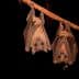 Two bats hanging upside down from a rope in a dark environment. - Olive Oil Times