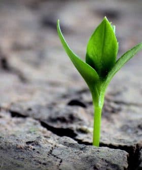 A small green plant emerging from cracked dry soil in a close-up view. - Olive Oil Times