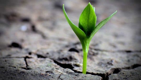 A small green plant emerging from cracked dry soil in a close-up view. - Olive Oil Times