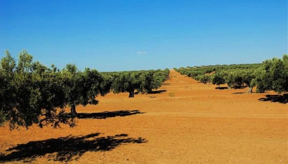 Row of olive trees in a dry, sandy landscape under a clear blue sky. - Olive Oil Times
