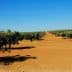 Row of olive trees in a dry, sandy landscape under a clear blue sky. - Olive Oil Times