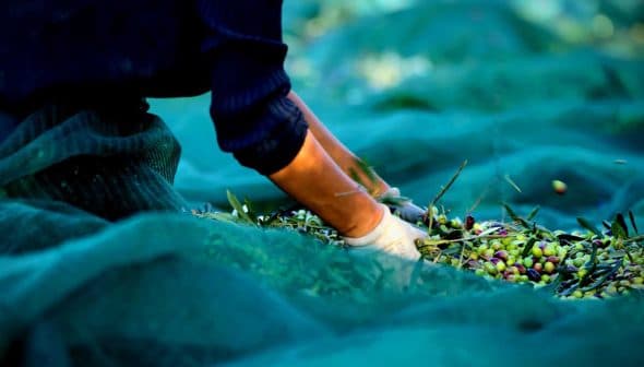 Person wearing gloves gathering olives from a net during the harvesting process. - Olive Oil Times