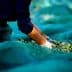 Person wearing gloves gathering olives from a net during the harvesting process. - Olive Oil Times