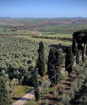 Aerial view of an olive grove with rows of olive trees and cypress trees in the background. - Olive Oil Times