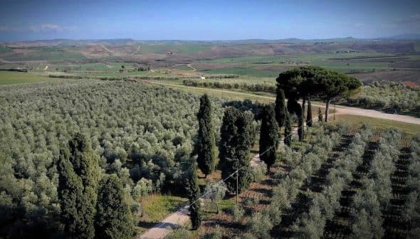 Aerial view of an olive grove with rows of olive trees and cypress trees in the background. - Olive Oil Times