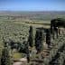 Aerial view of an olive grove with rows of olive trees and cypress trees in the background. - Olive Oil Times