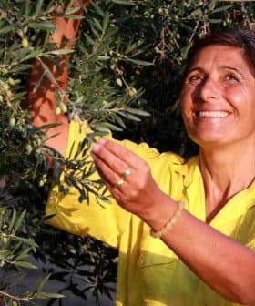 Woman in a yellow shirt picking olives from an olive tree with a smile on her face. - Olive Oil Times