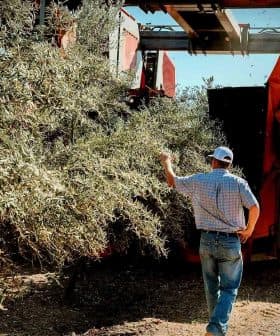 A man observing an olive harvesting machine collecting olives from trees in an orchard. - Olive Oil Times