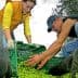 Two individuals collecting olives into a green crate during manual harvesting. - Olive Oil Times