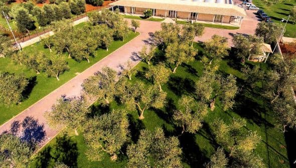 Aerial view of an olive grove with a modern building in the background surrounded by olive trees. - Olive Oil Times