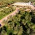 Aerial view of an olive grove with a modern building in the background surrounded by olive trees. - Olive Oil Times