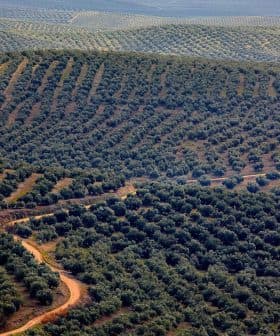Aerial view of olive tree fields arranged in rows across rolling hills. - Olive Oil Times