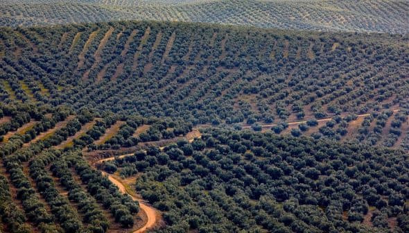 Aerial view of olive tree fields arranged in rows across rolling hills. - Olive Oil Times