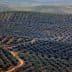 Aerial view of olive tree fields arranged in rows across rolling hills. - Olive Oil Times