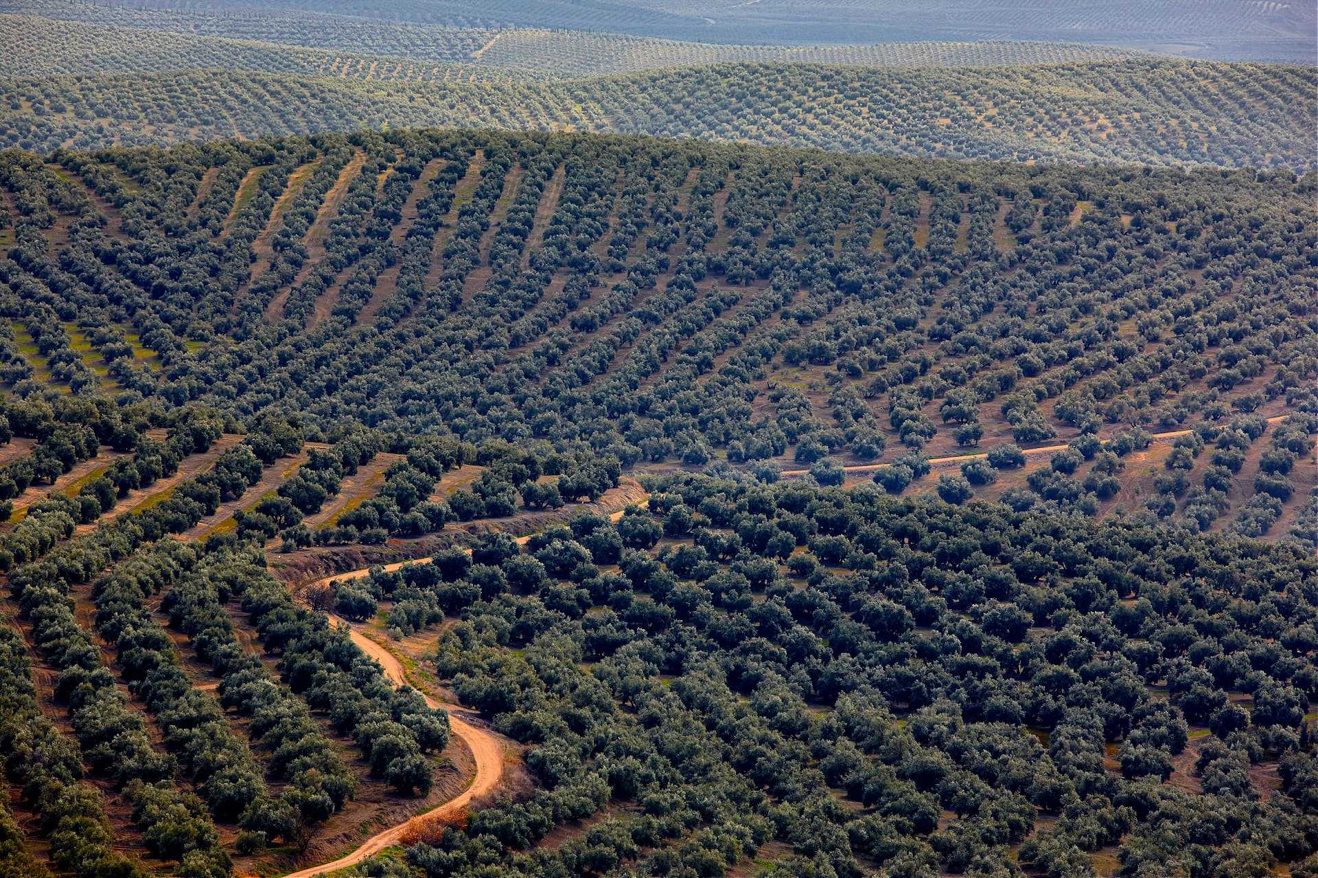 Aerial view of olive tree fields arranged in rows across rolling hills. - Olive Oil Times