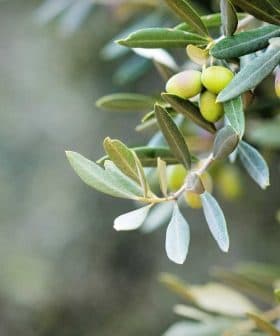 Close-up of an olive tree branch featuring clusters of green olives and leaves. - Olive Oil Times