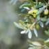 Close-up of an olive tree branch featuring clusters of green olives and leaves. - Olive Oil Times