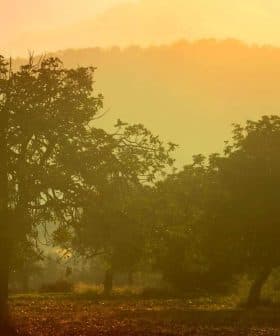 Silhouetted trees against a hazy sunset backdrop with soft orange and yellow hues. - Olive Oil Times