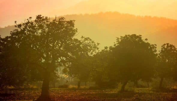 Silhouetted trees against a hazy sunset backdrop with soft orange and yellow hues. - Olive Oil Times